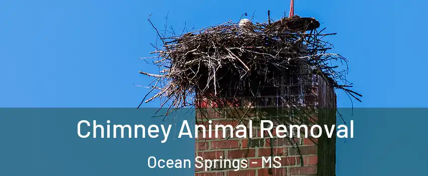 Chimney Animal Removal Ocean Springs - MS